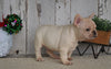 AKC Registered French Bulldog For Sale Millersburg, OH Female- Lexi