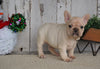 AKC Registered French Bulldog For Sale Millersburg, OH Female- Lexi