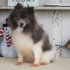 ACA Registered Pomeranian For Sale Millersburg, OH Female- Abbey