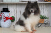 ACA Registered Pomeranian For Sale Millersburg, OH Female- Abbey