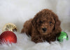 ACA Registered Toy Poodle For Sale Millersburg, OH Male- Timmy