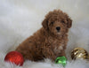 ACA Registered Toy Poodle For Sale Millersburg, OH Male- Titus