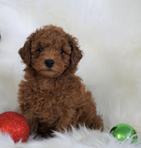 ACA Registered Toy Poodle For Sale Millersburg, OH Male- Timmy