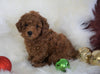 ACA Registered Toy Poodle For Sale Millersburg, OH Male- Timmy