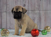 AKC Registered English Mastiff For Sale Fredericksburg, OH Male- Bruiser *Champion Bloodline*
