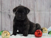 AKC Registered English Mastiff For Sale Fredericksburg, OH Male- Captain *Champion Bloodline*
