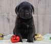 AKC Registered English Mastiff For Sale Fredericksburg, OH Male- Champ *Champion Bloodline*