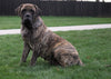 AKC Registered English Mastiff For Sale Fredericksburg, OH Female- Dixie *Champion Bloodline*