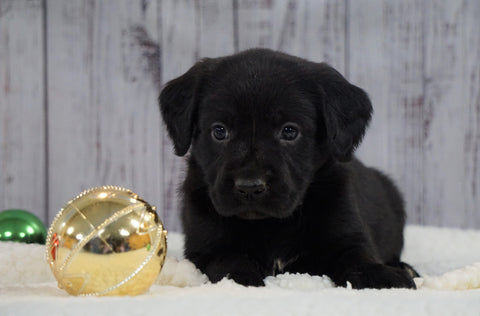 ACA Registered Charcoal Labrador Retriever For Sale Fredericksburg, OH Female- Misty