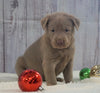 ACA Registered Silver Labrador Retriever For Sale Fredericksburg, OH Female- Zoey