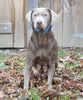 ACA Registered Silver Labrador Retriever For Sale Fredericksburg, OH Female- Zoey