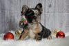 Registered French Bulldog For Sale Fredericksburg, OH Male- Tyson