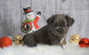 Registered French Bulldog For Sale Fredericksburg, OH Male- Buckeye