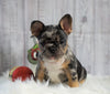 Registered French Bulldog For Sale Fredericksburg, OH Male- Bentley