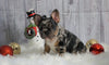 Registered French Bulldog For Sale Fredericksburg, OH Male- Bentley