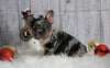 Registered French Bulldog For Sale Fredericksburg, OH Male- Bentley