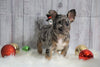 Registered French Bulldog For Sale Fredericksburg, OH Male- Winston