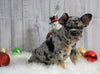Registered French Bulldog For Sale Fredericksburg, OH Female- Kaylee