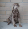 AKC Registered Silver Labrador Retriever Puppy For Sale Sugarcreek, OH Male- Santa