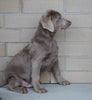 AKC Registered Silver Labrador Retriever Puppy For Sale Sugarcreek, OH Male- Santa
