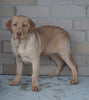 ACA Registered Labrador Retriever For Sale Sugarcreek, OH Female- Mary