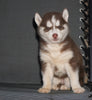 AKC Registered Siberian Husky For Sale Sugarcreek, OH Female- Sally