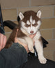 AKC Registered Siberian Husky For Sale Sugarcreek, OH Female- Sally