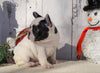 AKC Registered French Bulldog For Sale Millersburg, OH Female- Maggie