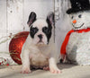 AKC Registered French Bulldog For Sale Millersburg, OH Female- Maggie