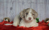 F1B Mini Sheepadoodle For Sale Wooster, OH Female- Bonnie
