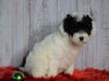 F1B Mini Sheepadoodle For Sale Wooster, OH Female- Casey