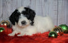 F1B Mini Sheepadoodle For Sale Wooster, OH Male- Cooper