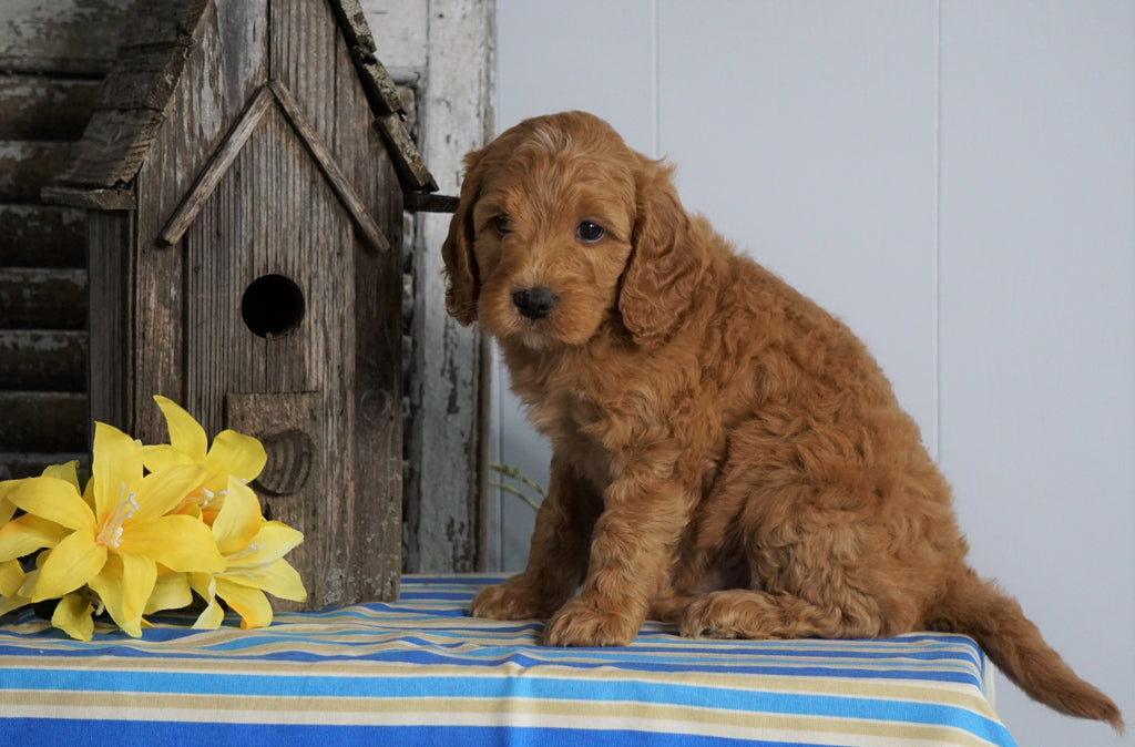 Mini F1B Labradoodle For Sale Millersburg, OH Male- Hardy – AC Puppies LLC