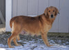 AKC Registered Golden Retriever For Sale Fredericksburg, OH Male- Bozo