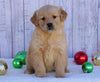 AKC Registered Golden Retriever For Sale Fredericksburg, OH Female- Betsy