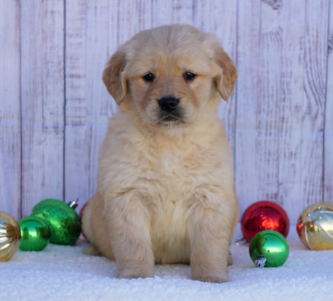 AKC Registered Golden Retriever For Sale Fredericksburg, OH Male- Bozo