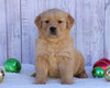 AKC Registered Golden Retriever For Sale Fredericksburg, OH Male- Bruno