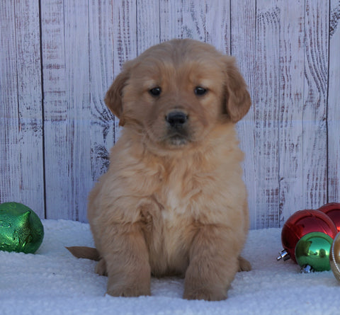 AKC Registered Golden Retriever For Sale Fredericksburg, OH Male- Sam