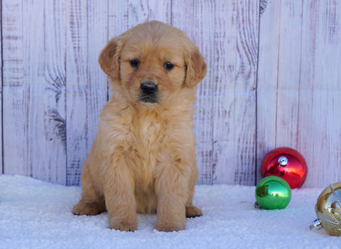 AKC Registered Golden Retriever For Sale Fredericksburg, OH Female- Sophie