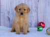 AKC Registered Golden Retriever For Sale Fredericksburg, OH Female- Sophie