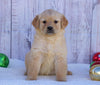 AKC Registered Golden Retriever For Sale Fredericksburg, OH Female- Misty