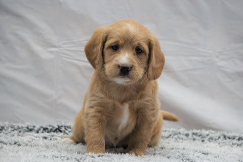 F1B Mini Labradoodle For Sale Fresno, OH Female- Daisy