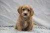 F1B Mini Labradoodle For Sale Fresno, OH Female- Daisy