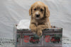 F1B Mini Labradoodle For Sale Fresno, OH Female- Daisy