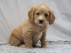 F1B Mini Labradoodle For Sale Fresno, OH Female- Daisy