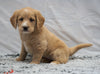 F1B Mini Labradoodle For Sale Fresno, OH Female- Daisy
