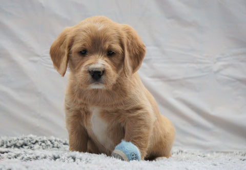 F1B Mini Labradoodle For Sale Fresno, OH Female- Bella