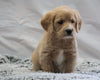 F1B Mini Labradoodle For Sale Fresno, OH Female- Bella