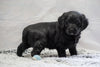 F1B Mini Labradoodle For Sale Fresno, OH Male- Oscar
