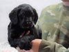 F1B Mini Labradoodle For Sale Fresno, OH Male- Oscar